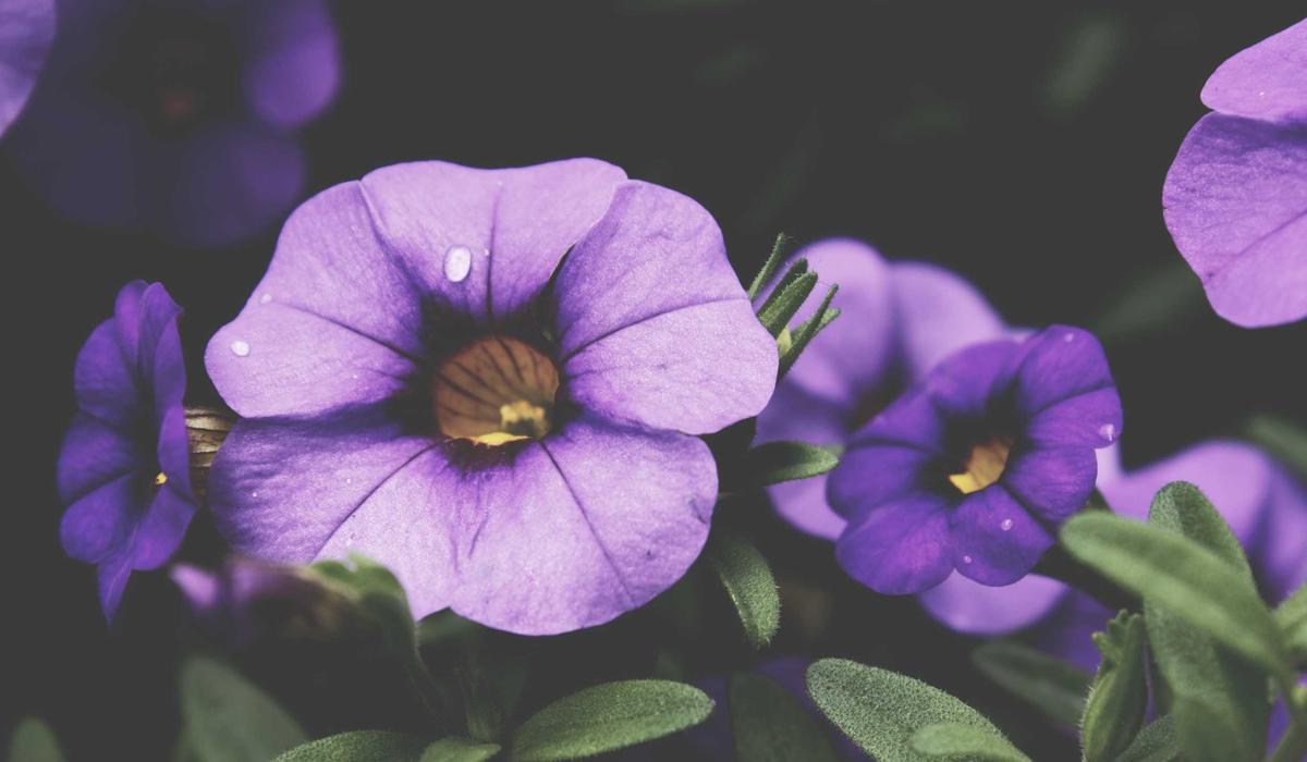 HR Insider: Spring 2026 — Professional Growth Edition