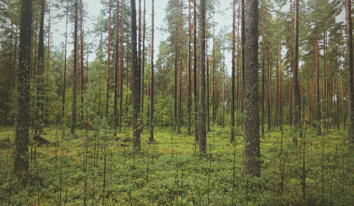 Promotion Criteria & Process Guide